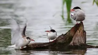 Речная крачка - COMMON TERN (Sterna hirundo)