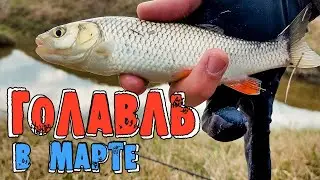 Ловля голавля в марте на воблеры