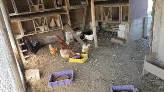Кто ворует куринные яйца?