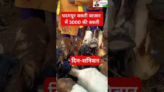 Padampur Bakri Bazaar Odisha।। #bakrifarming #omprakashausar #goatfarming