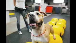 Занятие на беговой дорожке для собак FitFurLife