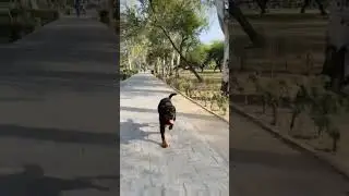 mor bana dunga baabe #newsong #rottweiler #rottweilerpuppy #dogshorts #shorts #ytshorts #youtube #yt