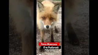 Полуостров Рыбачий. Лиса Фроська    #рыбачий #кольский #мурманск #альбертсеверный #лиса #ponaehali51