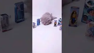 Маленький Милый Котёнок | Шотландские Вислоухие 