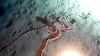 Diving Crete #1