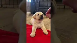 Show the claw who’s boss!! 🐾🥰 #labrador #pets #puppy #doglover #lifewithlabradors