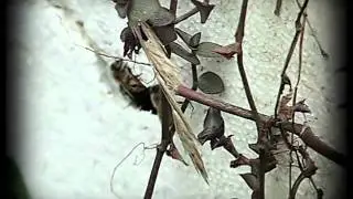Bees nest in the backyard