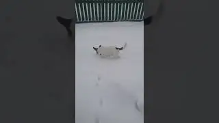 Джек рассел терьер Джеси