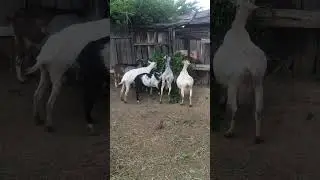 Ужин подан! ДАМЫ!