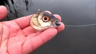 Savage pike attack: fish body was ripped off the head. 