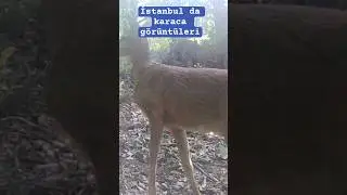 İstanbul da karaca görüntüleri #fotokapan #deer #wildlifephotography #nature #wildlife