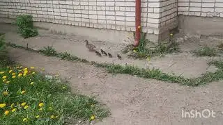 утки в городе