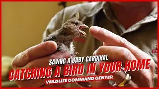 How to Get Rid of a Bird in Your House | Wildlife Command Center - Ep. 8