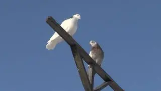 Голуби.