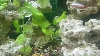 Речная белая кувшинка, в аквариуме. 🌱 растёт и хорошо себя чувствует.