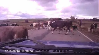КОРОВЫ на ДОРОГЕ.РУЛИМ на НИВЕ.СЬЁМКА с ВИДЕОРЕГИСТРАТОРА FULL HD CAR DVR 1080.