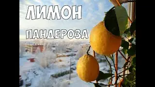 Цитрусовые. Лимон Panderosa.