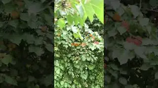 #apricots