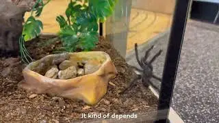 Discovery Room Critters