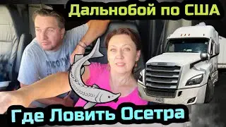Где ловить Осетра в Канаде и США// нашли потеряшку пса на трак стопе// Дальнобой по США