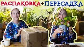 Распаковка + пересадка | Опоры и кашпо для растений 💚