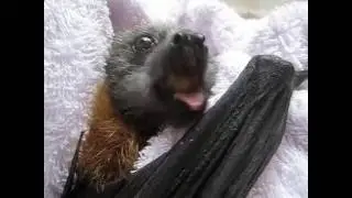 Cute bat eats a banana