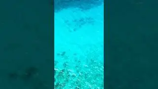 🏝️ 8 seconds of beach chill 🏝️ #beach #tropical #paradise #fishingshorts #flyfishing #island #free