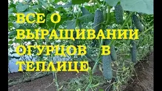 Все о выращивании огурцов в теплице