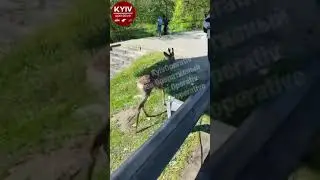 Поблизу із станцією метро Бориспільська гуляє чийсь домашній улюбленець