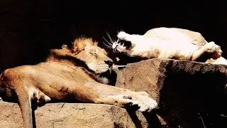 Animals at the Brookfield Zoo Chicago 4K