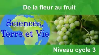 De la fleur au fruit