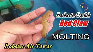 Lobster air tawar molting Red Claw freshwater crayfish