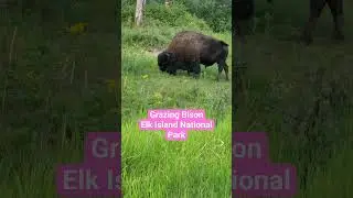 Grazing Bison (Elk Island National Park)