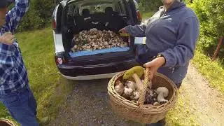 Il paradiso dei Porcini 2017