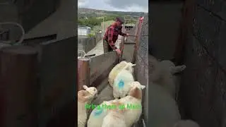 Bring them up Macs #youtubeshorts #sheepfarming #viralvideo #sheepdogs