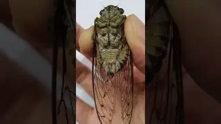 КОРЕЙСКИЕ ЦИКАДЫ ПЛАЧУТ) #корея #дорама #сеул #южнаякорея #цикады #корейскийязык #жизньвкорее