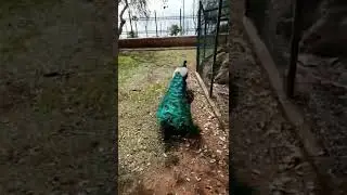 After the Peacock