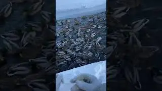 Кормим уточек на озере😌