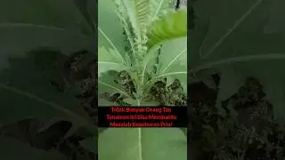 Did You Know: Blumea Balsamifera #shorts #herbal #health