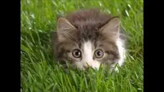 Çocuk şarkısı-Küçük Kedi