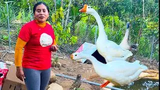 Estos son los nuevos integrantes de mi GRANJA | GANZOS AFRICANOS | Doña Viky