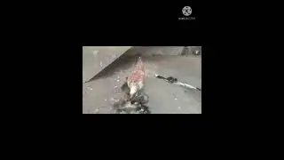 Village Creatures kutty duck 🦆🦆🦆🦆🦆🦆🦆