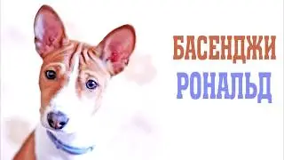 Порода собак басенджи.  Basenji Ronald.