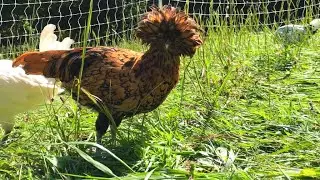 Chickens being chickens..