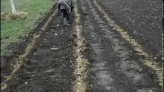 Грецкий орех сорта казаку  и  костюжанский.
