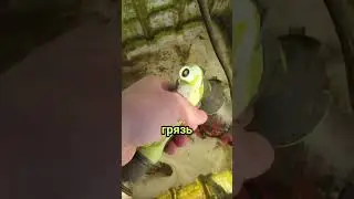 Как помыть еврокуб ?)