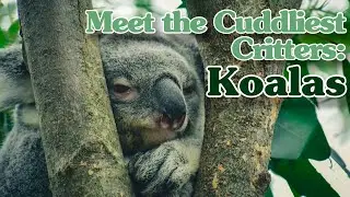 Meet the Cuddliest Critters: Koalas! Animal Science Videos for Kids