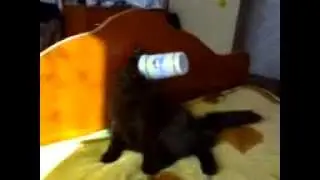 кот филька