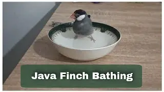 Java Finch bathing | Tamed java Finch | 