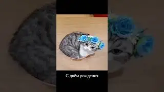у комару сегодня день рождения 